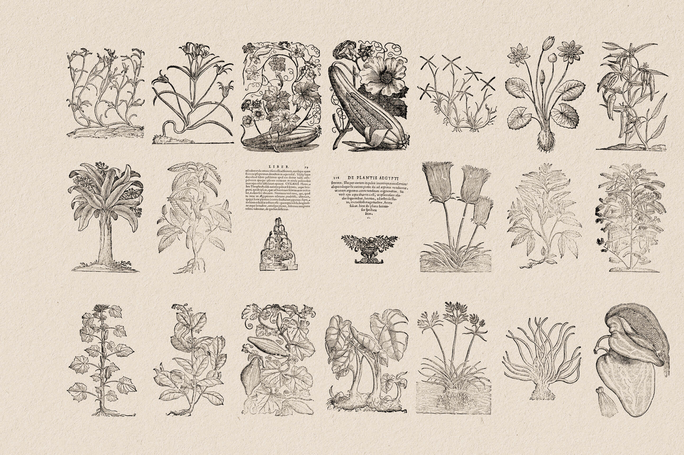 Botanical Illustrations Vol.03 - Nomad Visuals 1.jpg