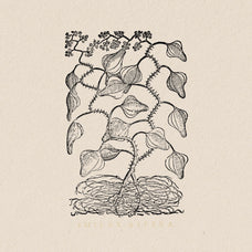 Botanical Illustrations Vol.03 - Nomad Visuals 2.jpg