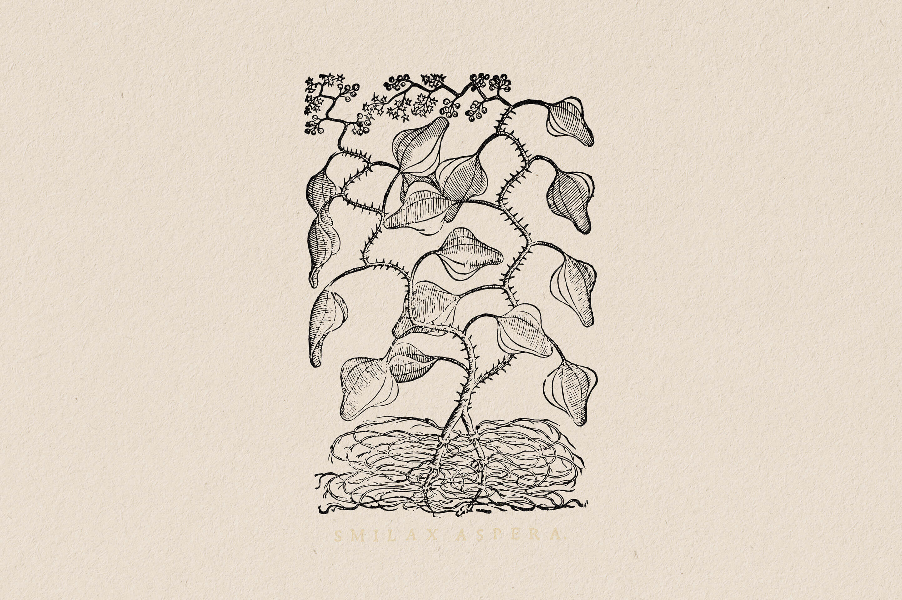 Botanical Illustrations Vol.03 - Nomad Visuals 2.jpg