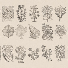 Botanical Illustrations Vol.03 - Nomad Visuals 2.jpg