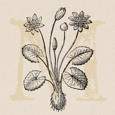Botanical Illustrations Vol.03 - Nomad Visuals 3.jpg