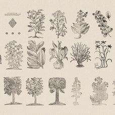Botanical Illustrations Vol.03 - Nomad Visuals 3.jpg