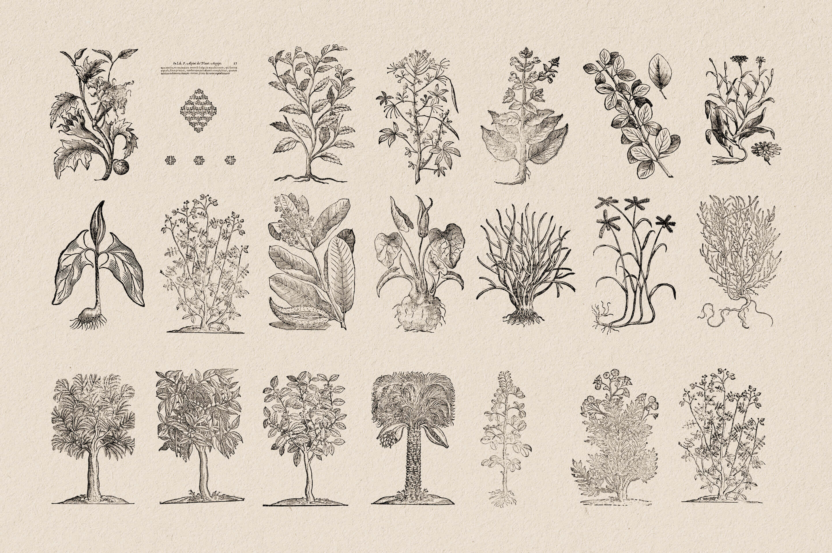 Botanical Illustrations Vol.03 - Nomad Visuals 3.jpg