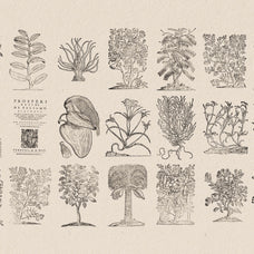 Botanical Illustrations Vol.03 - Nomad Visuals 5.jpg