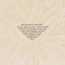 Botanical Illustrations Vol.03 - Nomad Visuals 6.jpg