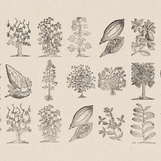 Botanical Illustrations Vol.03 - Nomad Visuals 6.jpg