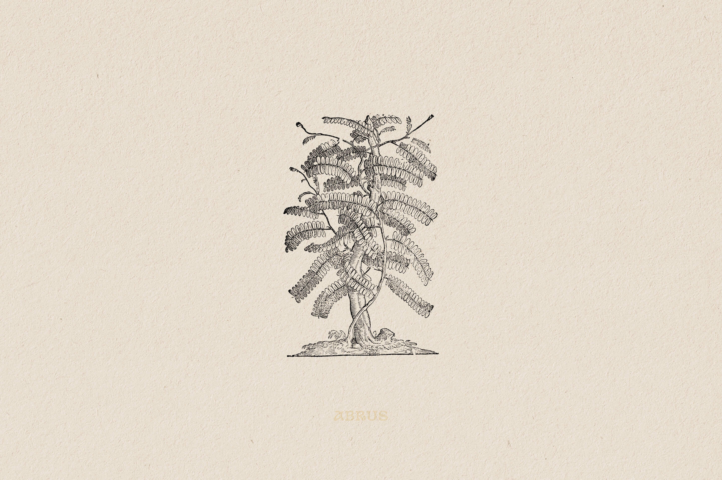 Botanical Illustrations Vol.03 - Nomad Visuals 9.jpg