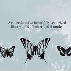 Butterflies Illustrations - Nomad Visuals 1.jpg