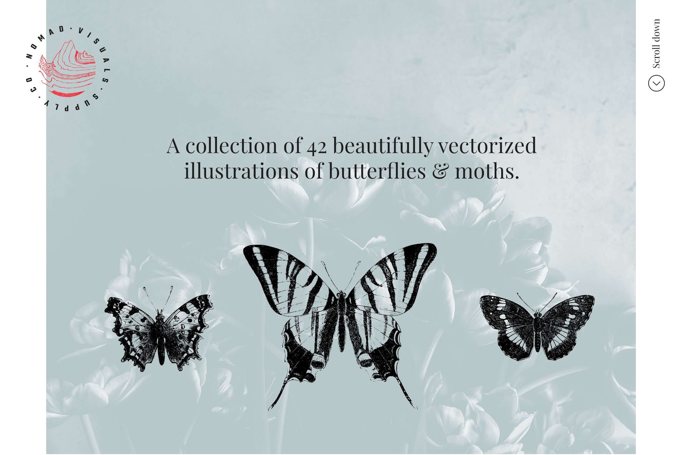 Butterflies Illustrations - Nomad Visuals 1.jpg