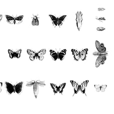 Butterflies Illustrations - Nomad Visuals 2.jpg