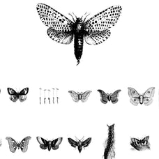 Butterflies Illustrations - Nomad Visuals 3.jpg