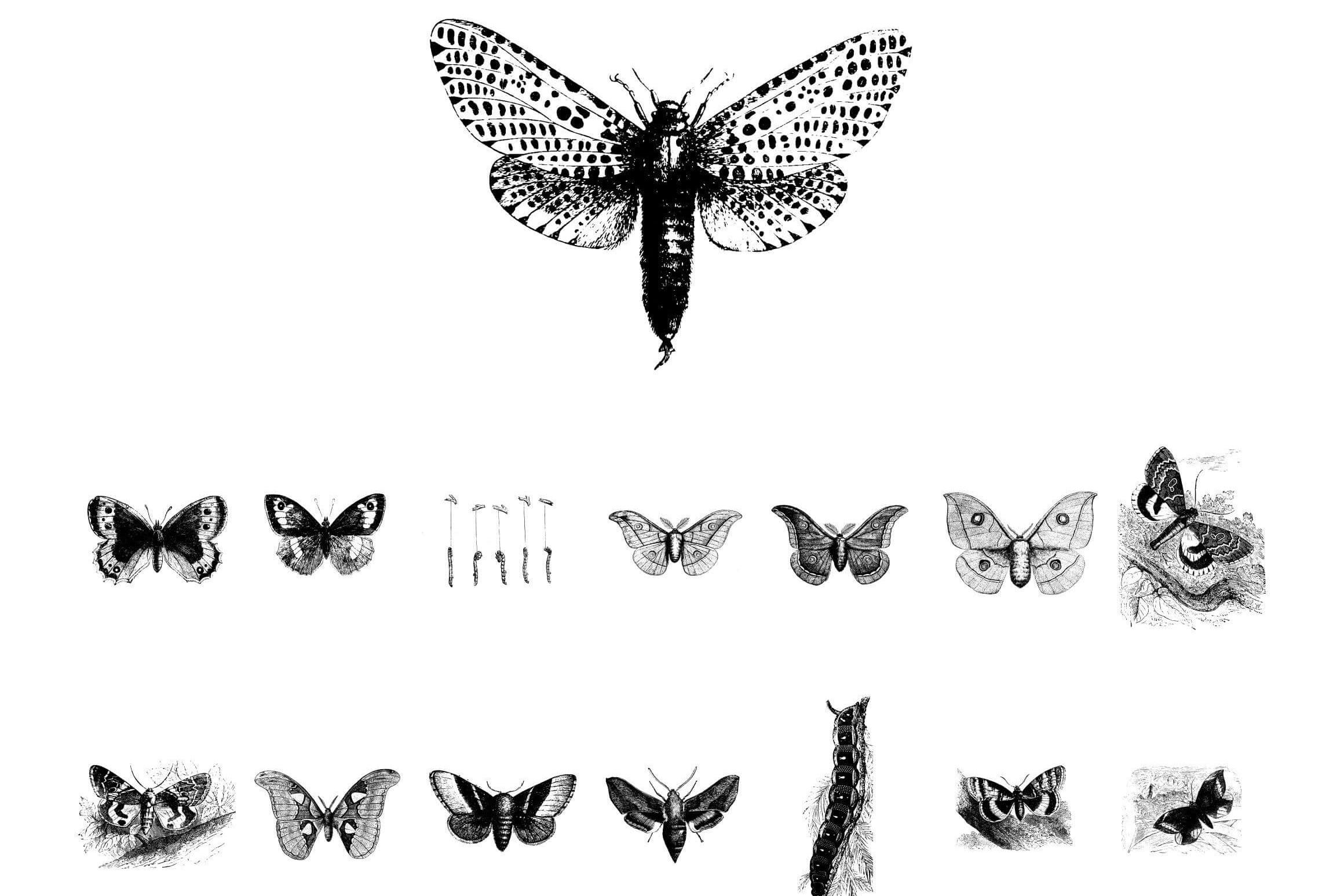 Butterflies Illustrations - Nomad Visuals 3.jpg