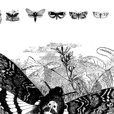 Butterflies Illustrations - Nomad Visuals 4.jpg