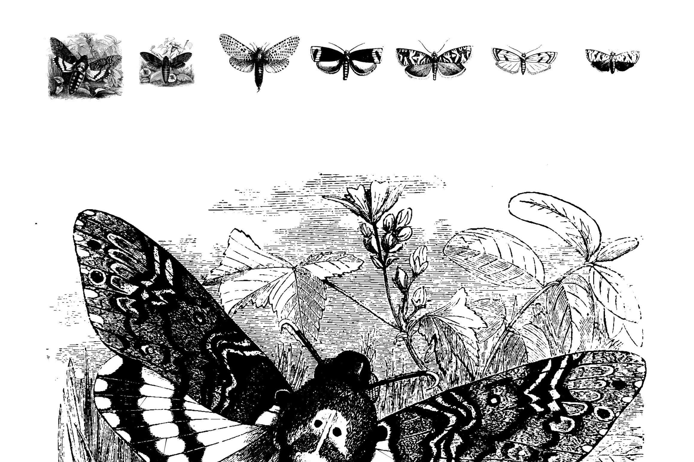 Butterflies Illustrations - Nomad Visuals 4.jpg