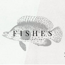 Dinosaurs and Fossils - Nomad Visuals 1.jpg