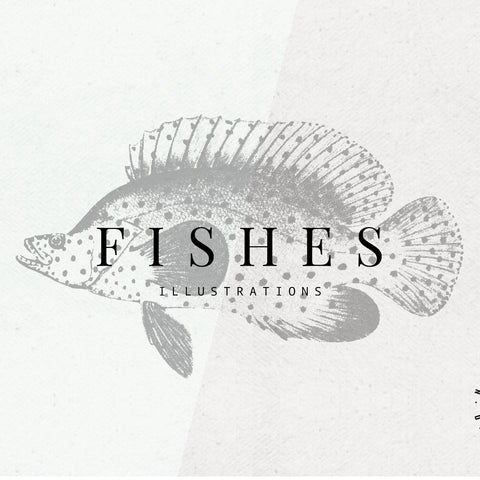 Fish Illustrations