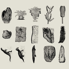 Dinosaurs and Fossils - Nomad Visuals 1.jpg