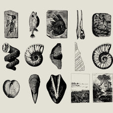 Dinosaurs and Fossils - Nomad Visuals 2.jpg