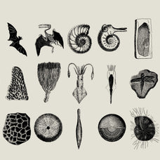 Dinosaurs and Fossils - Nomad Visuals 2.jpg