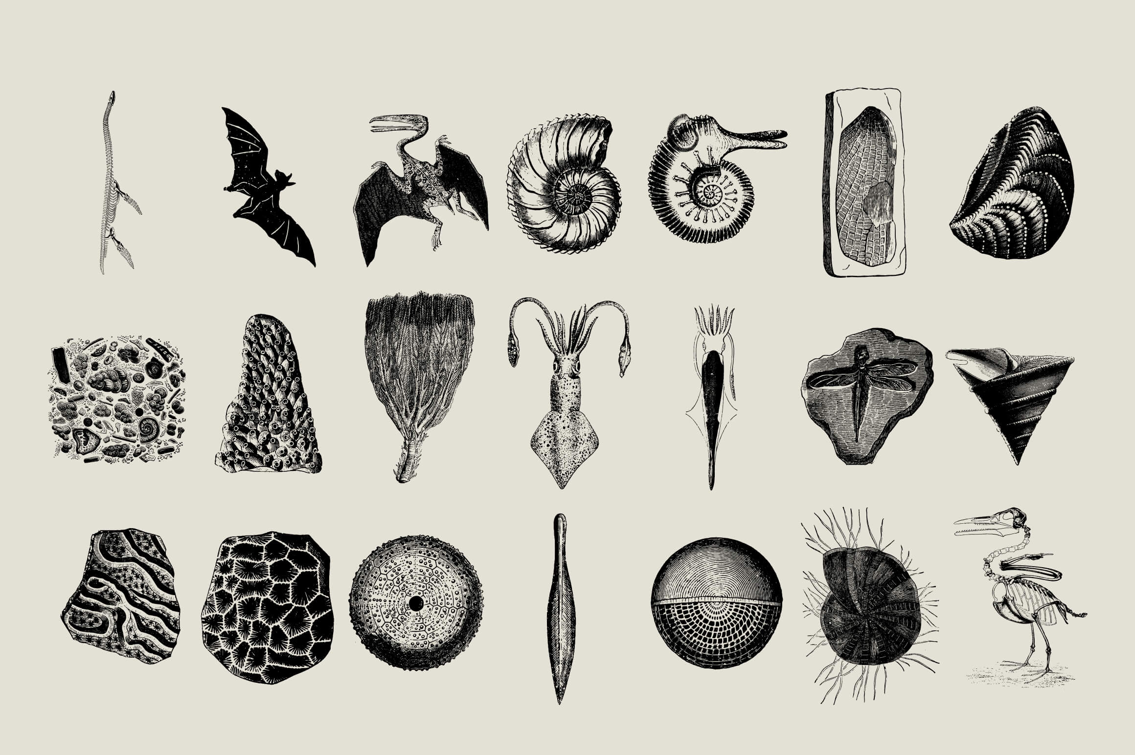 Dinosaurs and Fossils - Nomad Visuals 2.jpg