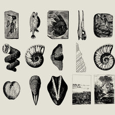 Dinosaurs and Fossils - Nomad Visuals 3.jpg