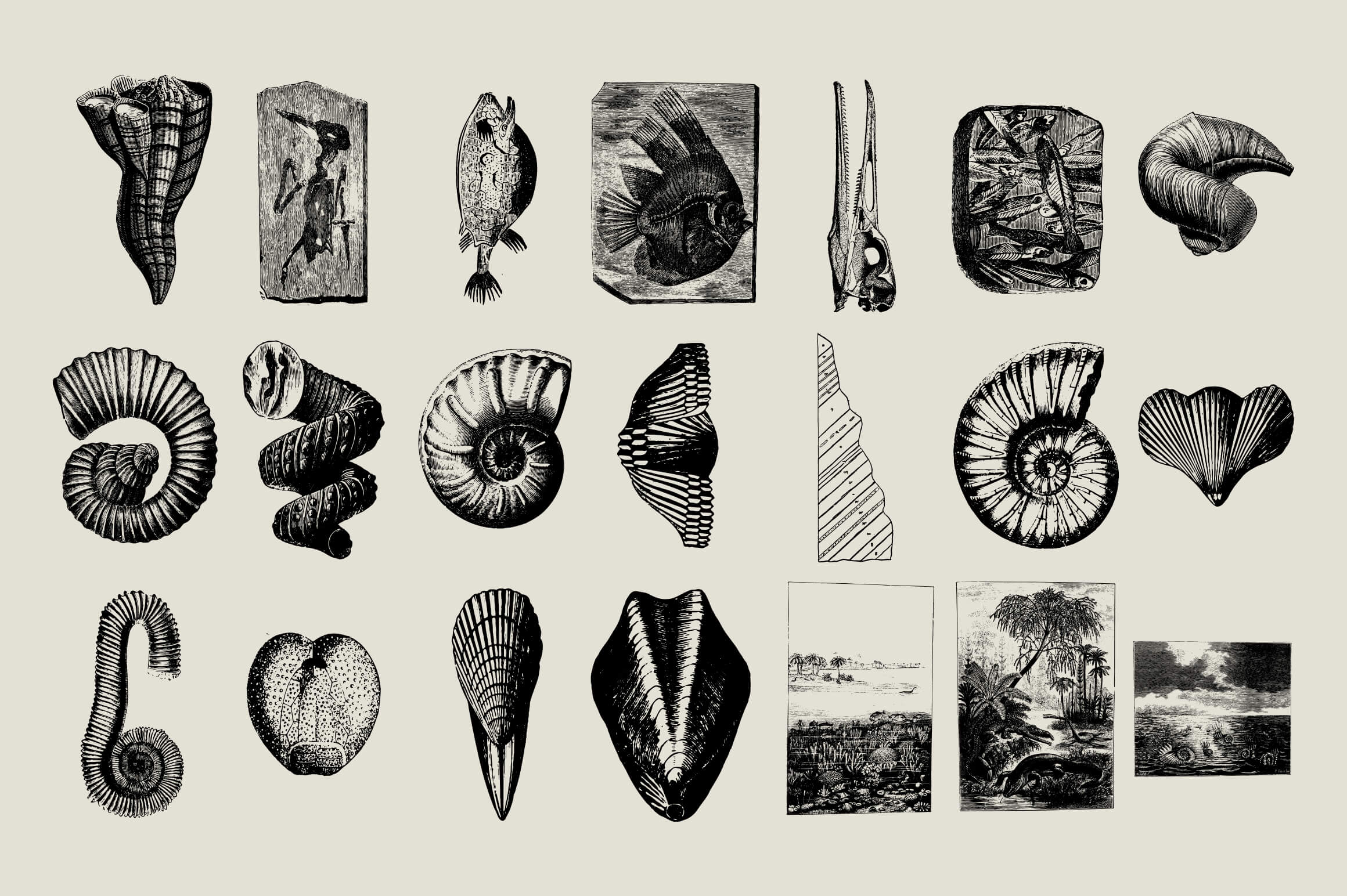 Dinosaurs and Fossils - Nomad Visuals 3.jpg