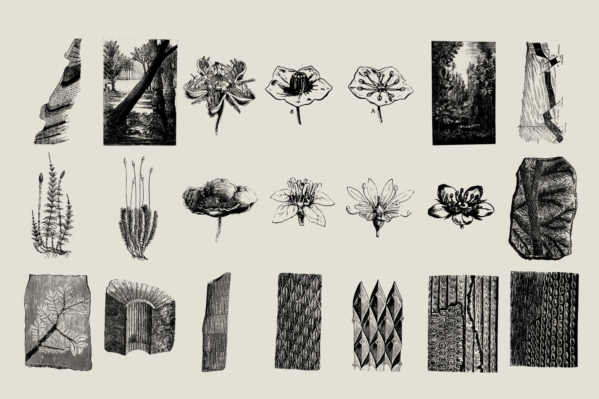 Dinosaurs and Fossils - Nomad Visuals 4.jpg