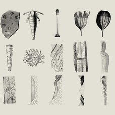 Dinosaurs and Fossils - Nomad Visuals 4.jpg