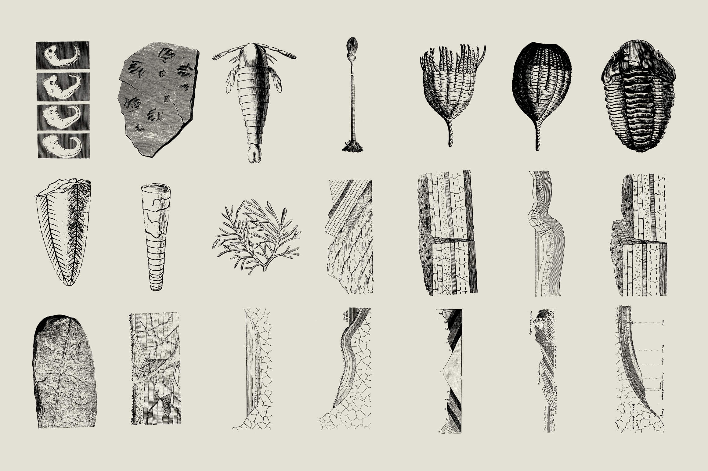 Dinosaurs and Fossils - Nomad Visuals 4.jpg