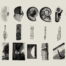 Dinosaurs and Fossils - Nomad Visuals 5.jpg