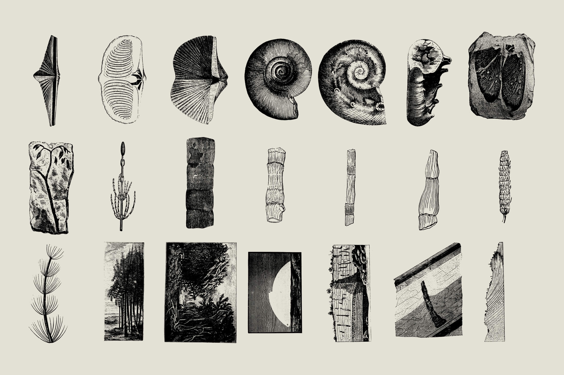 Dinosaurs and Fossils - Nomad Visuals 5.jpg