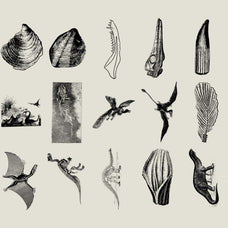 Dinosaurs and Fossils - Nomad Visuals 5.jpg