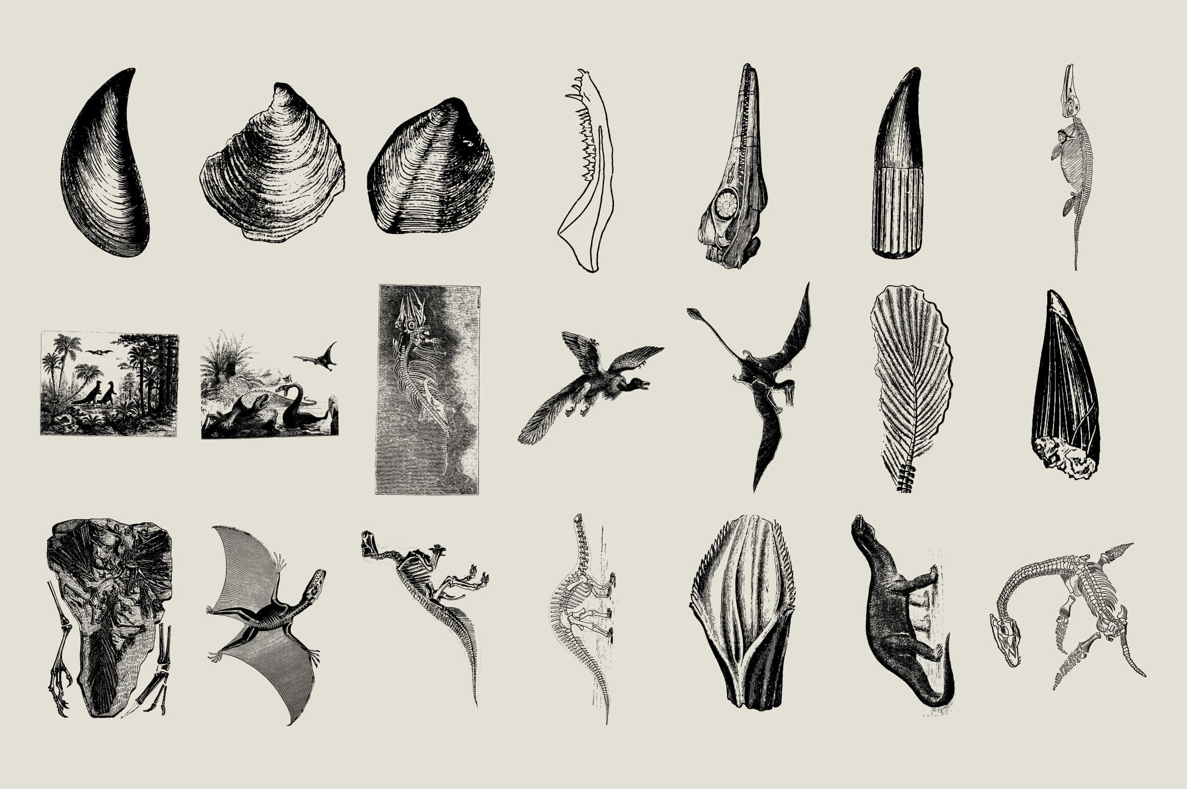 Dinosaurs and Fossils - Nomad Visuals 5.jpg