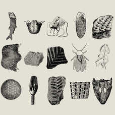 Dinosaurs and Fossils - Nomad Visuals 6.jpg