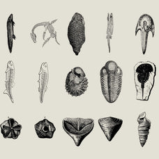 Dinosaurs and Fossils - Nomad Visuals 6.jpg