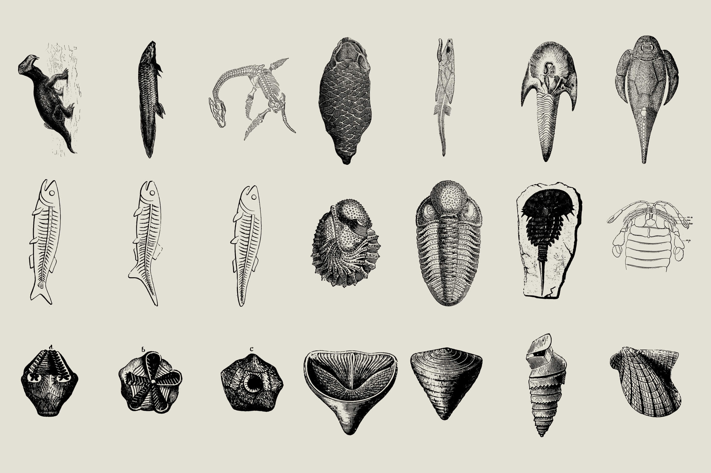 Dinosaurs and Fossils - Nomad Visuals 6.jpg