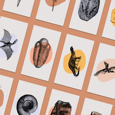 Dinosaurs and Fossils - Nomad Visuals 7.jpg
