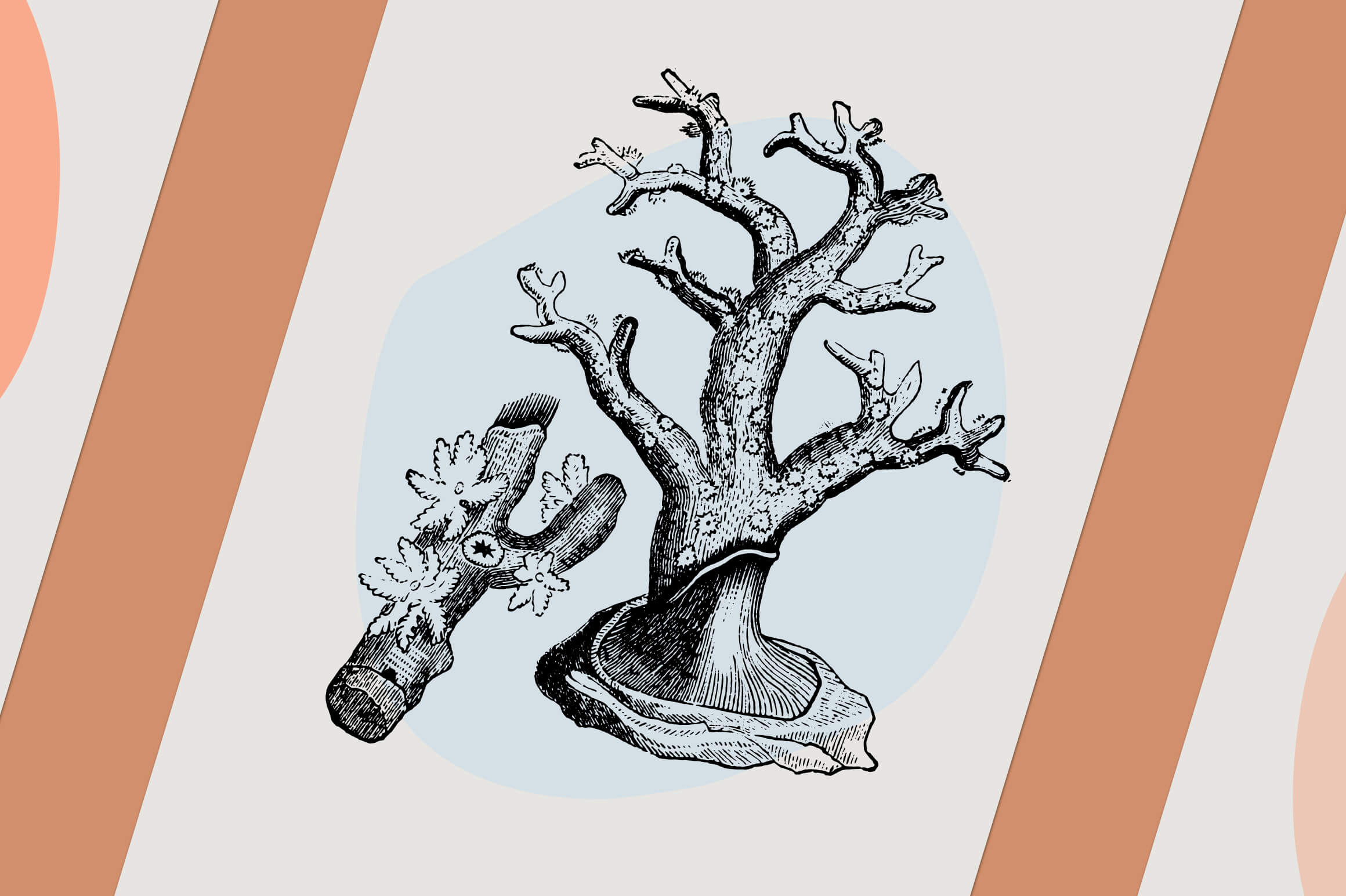 Dinosaurs and Fossils - Nomad Visuals 8.jpg