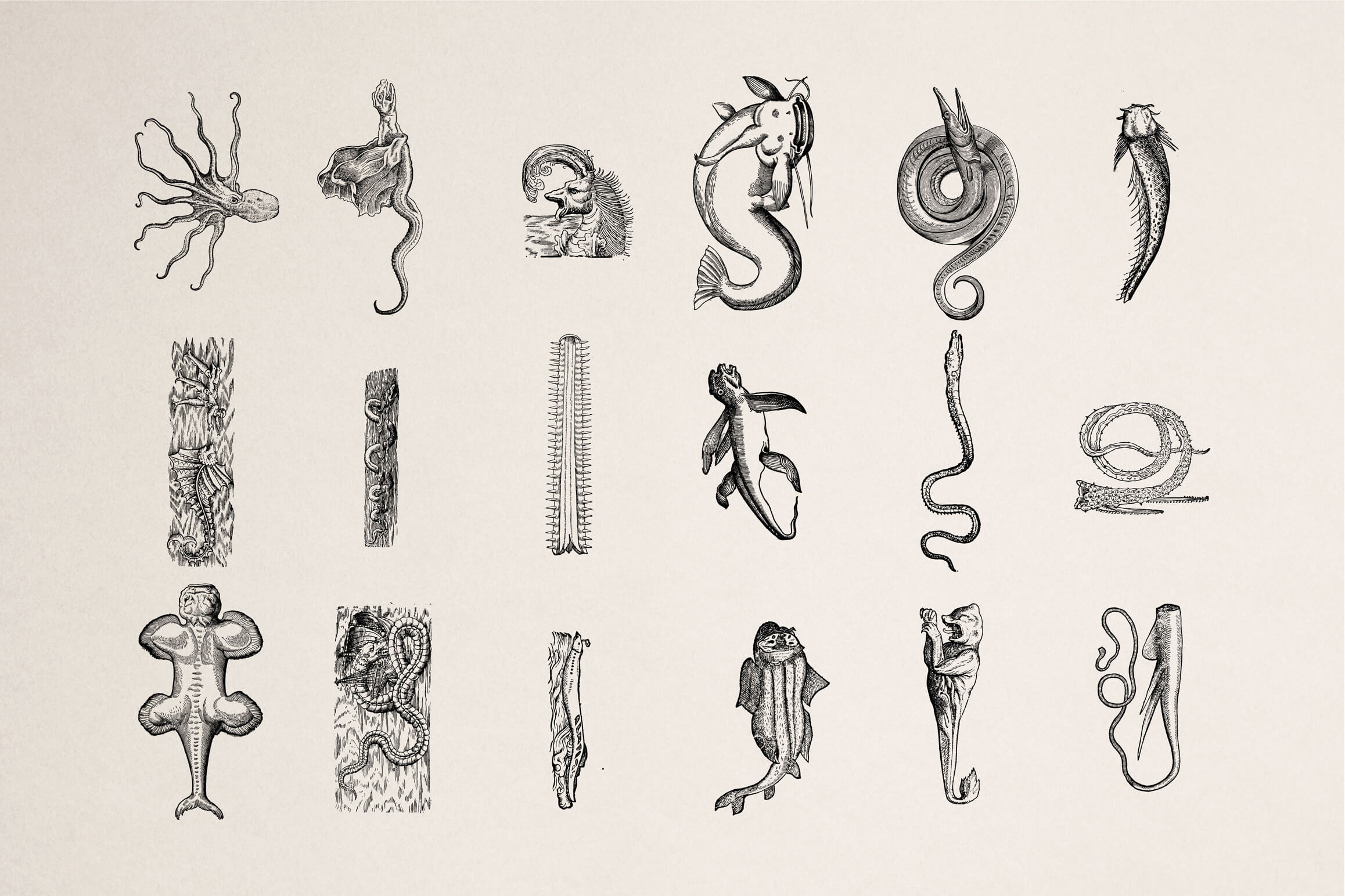 Fantastic Beasts - Nomad Visuals 1.jpg