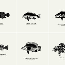 Fish Illustrations - Nomad Visuals 10.jpg
