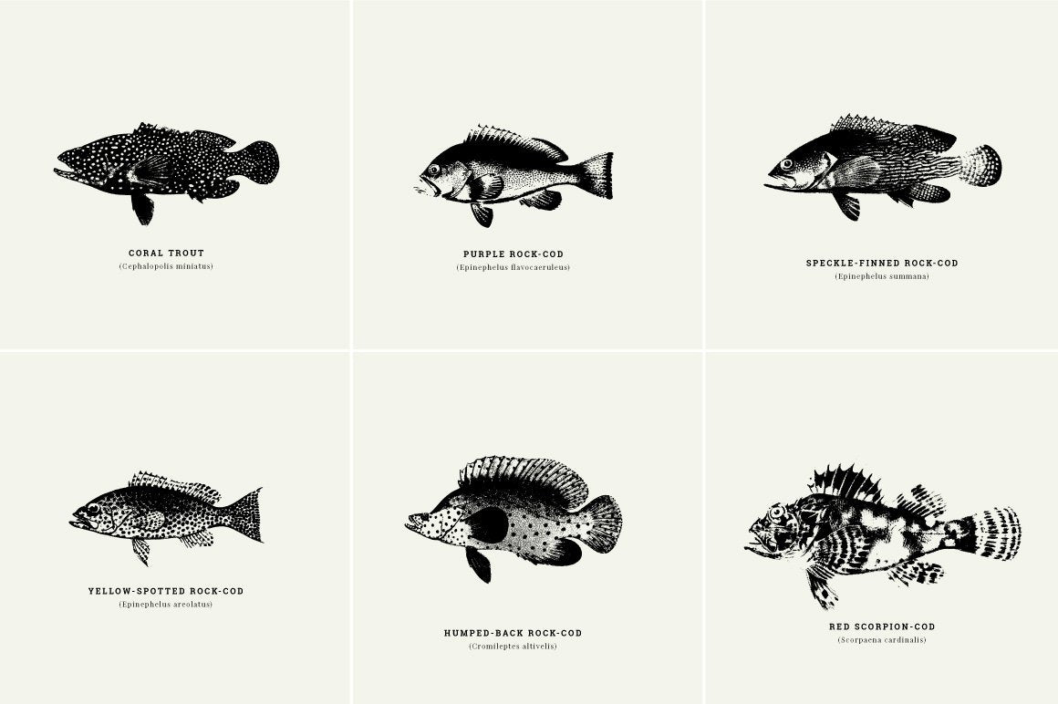 Fish Illustrations - Nomad Visuals 10.jpg