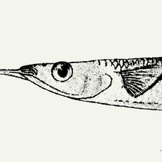 Fish Illustrations - Nomad Visuals 2.jpg