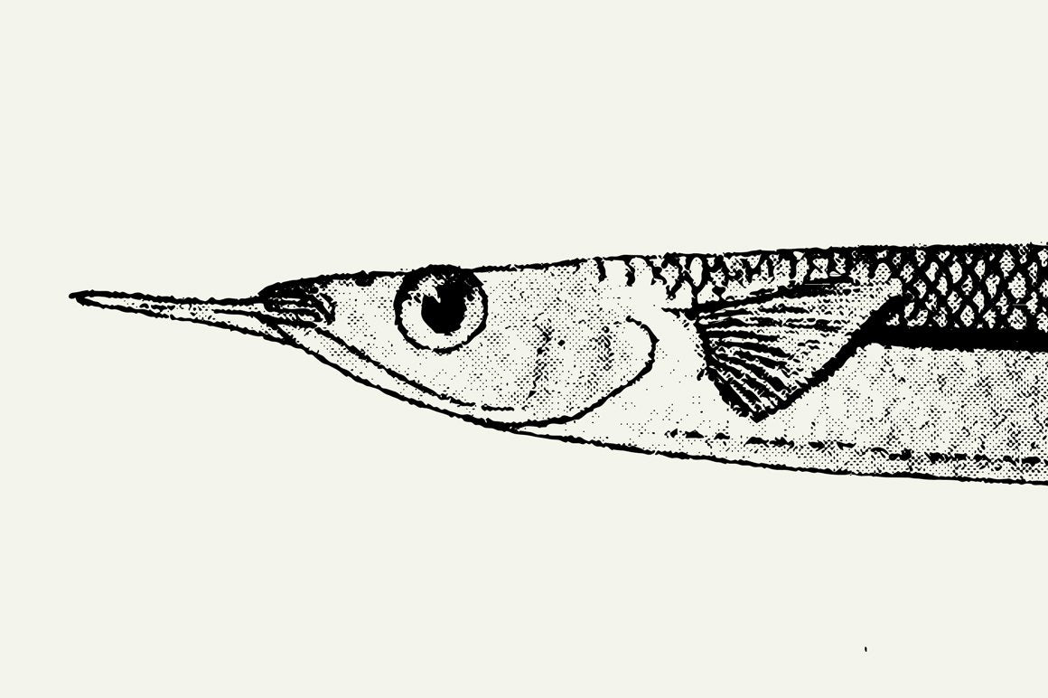Fish Illustrations - Nomad Visuals 2.jpg