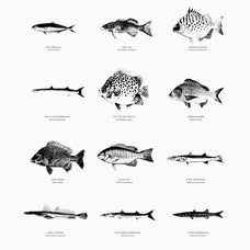 Fish Illustrations - Nomad Visuals 4.jpg