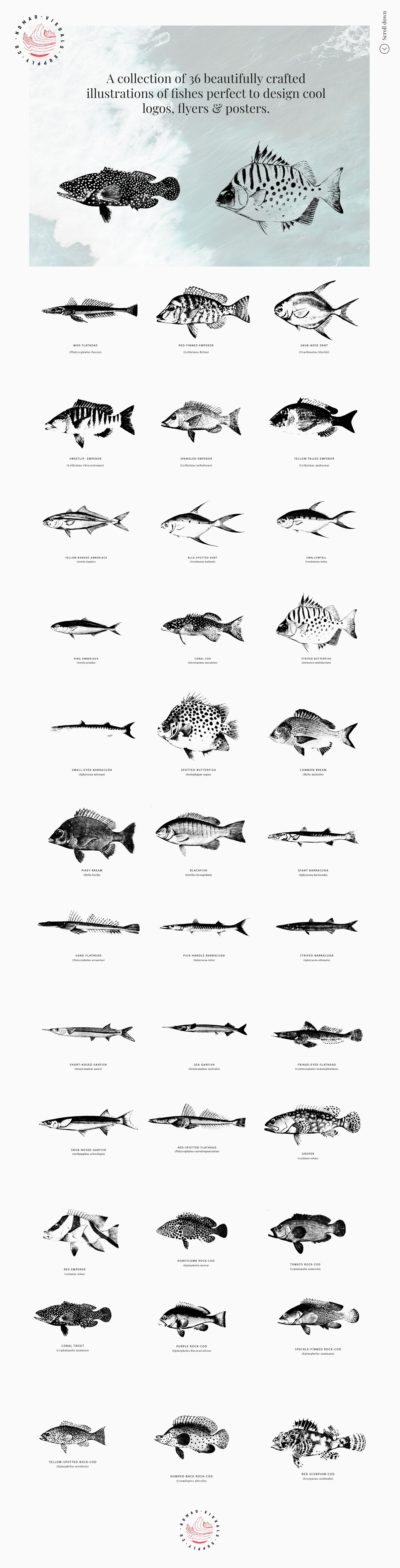 Fish Illustrations - Nomad Visuals 4.jpg