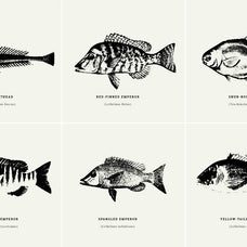 Fish Illustrations - Nomad Visuals 5.jpg