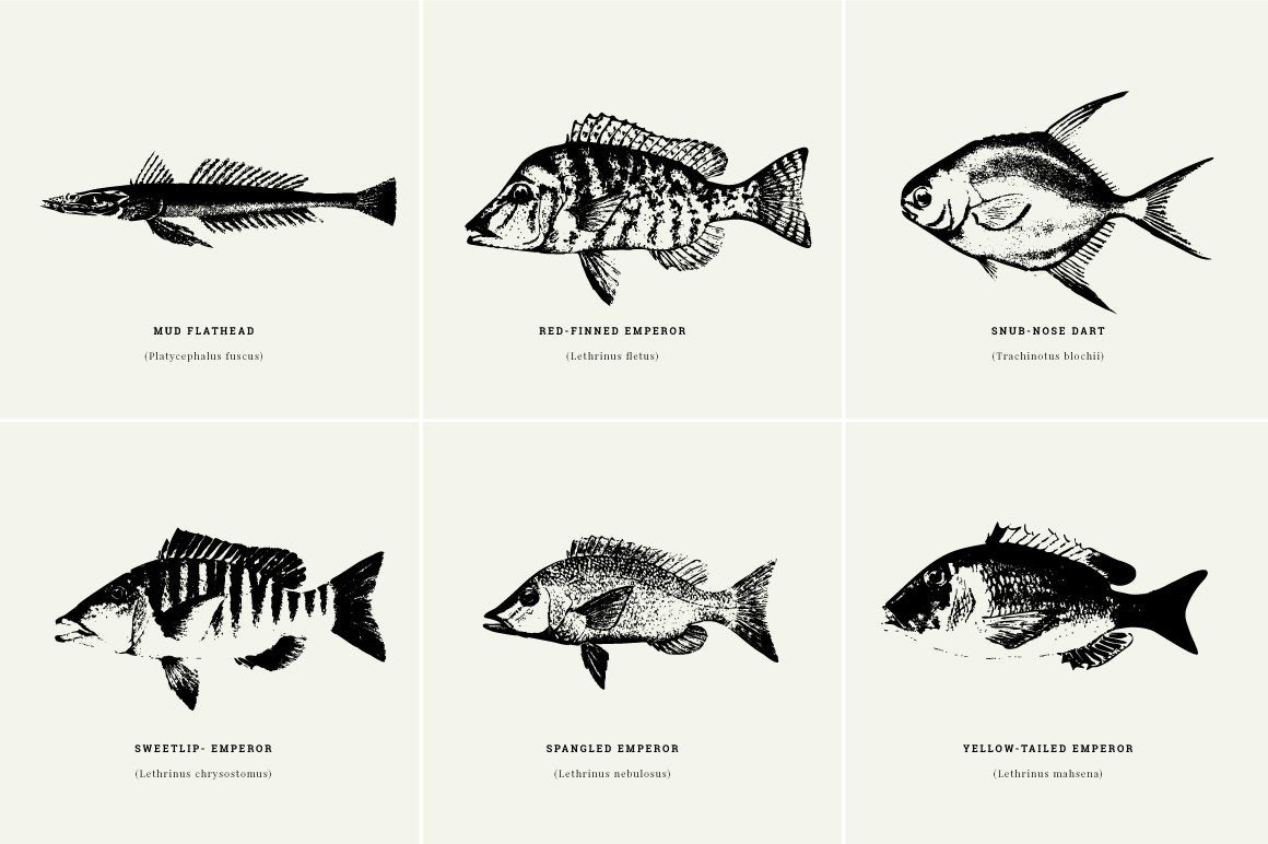 Fish Illustrations - Nomad Visuals 5.jpg