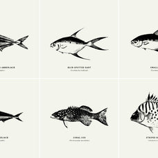 Fish Illustrations - Nomad Visuals 6.jpg