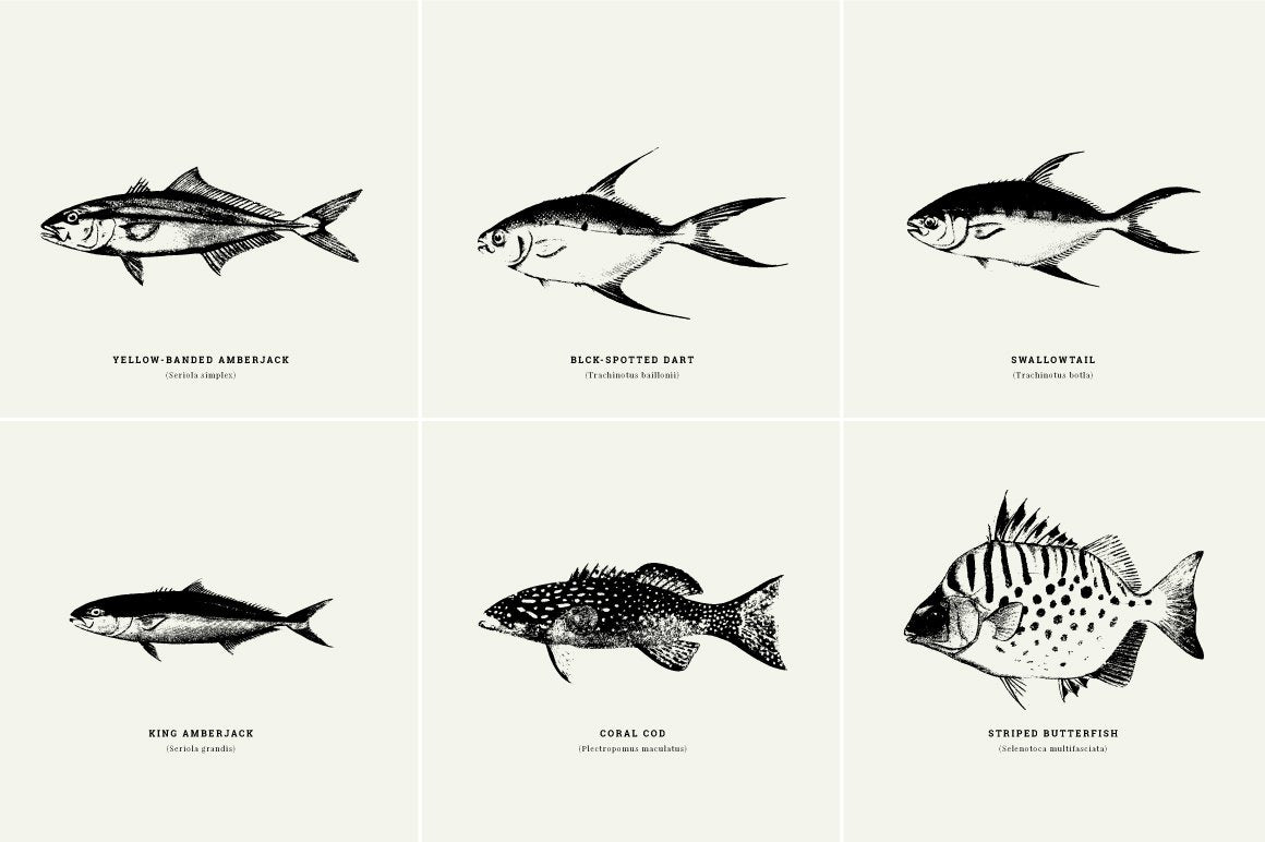 Fish Illustrations - Nomad Visuals 6.jpg