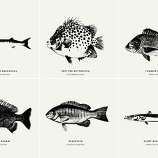 Fish Illustrations - Nomad Visuals 7.jpg